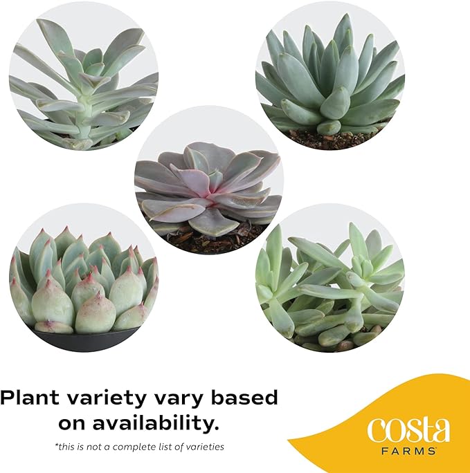 Costa Farms Succulent, Live Indoor Plant Grower's Choice, Easy to Grow Houseplant in Indoor Succulent Planter, Birthday, Garden Gift, Desert Room Decor for Home or Office, 6-Inches Tall