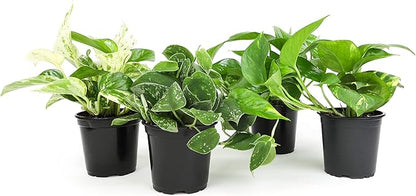 Altman Plants Live Succulents (20 Pack) & Live Pothos Plants (4PK) Indoor House Plants