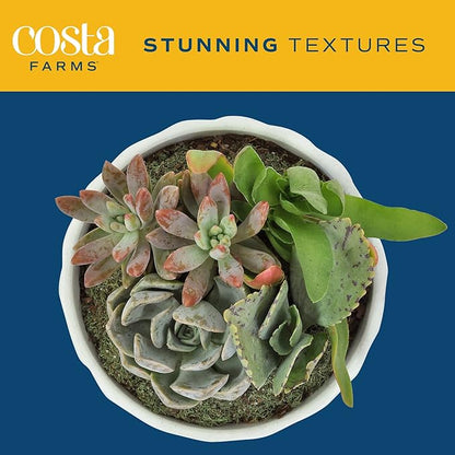 Costa Farms Live Succulent Garden Collection, Live Succulent Plants in Décor Pot, New House Plant Gift, Son, Room and Zen Garden Décor, 6-Inches Tall