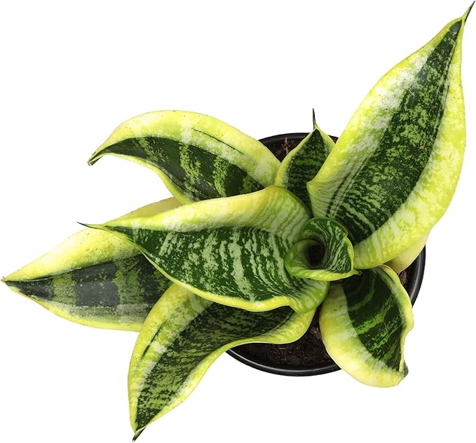 Altman Plants, Live Snake Plant, Sansevieria trifasciata Superba, Fully Rooted Indoor House Plant in Pot, Mother in Law Tongue Sansevieria Plant, Potted Succulent Plant, Houseplant in Potting Soil