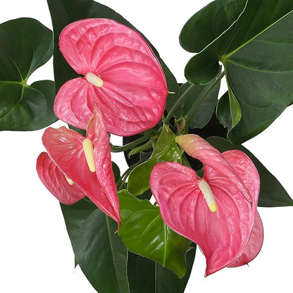 Pink Anthurium Live Plant Decor (Approx. 17-19" Tall), Real Flowers/House Plants in 6" White Plant Pot, Floral Office Plants, Air Purifying Plants & Cool Gifts for Plant Lovers by Plants for Pets