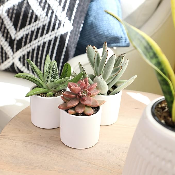 Plants for Pets Succulents (3 PK), Live Succulent Plants in White Pots, Mini Succulents Plants, Unique Gardening Gifts for Plant Lovers