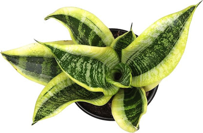 Live Snake Plant, Sansevieria trifasciata Superba, Fully Rooted Indoor House Plant in Pot, Mother in Law Tongue Sansevieria Plant, Potted Succulent Plant, Houseplant in Potting Soil by Plants for Pets