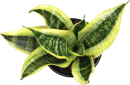 Live Snake Plant with Decorative White Pot, Sansevieria Trifasciata Superba, Fully Rooted Indoor House Plant, Mother in Law Tongue Sansevieria Plant, Succulent Plant Houseplant by Plants for Pets