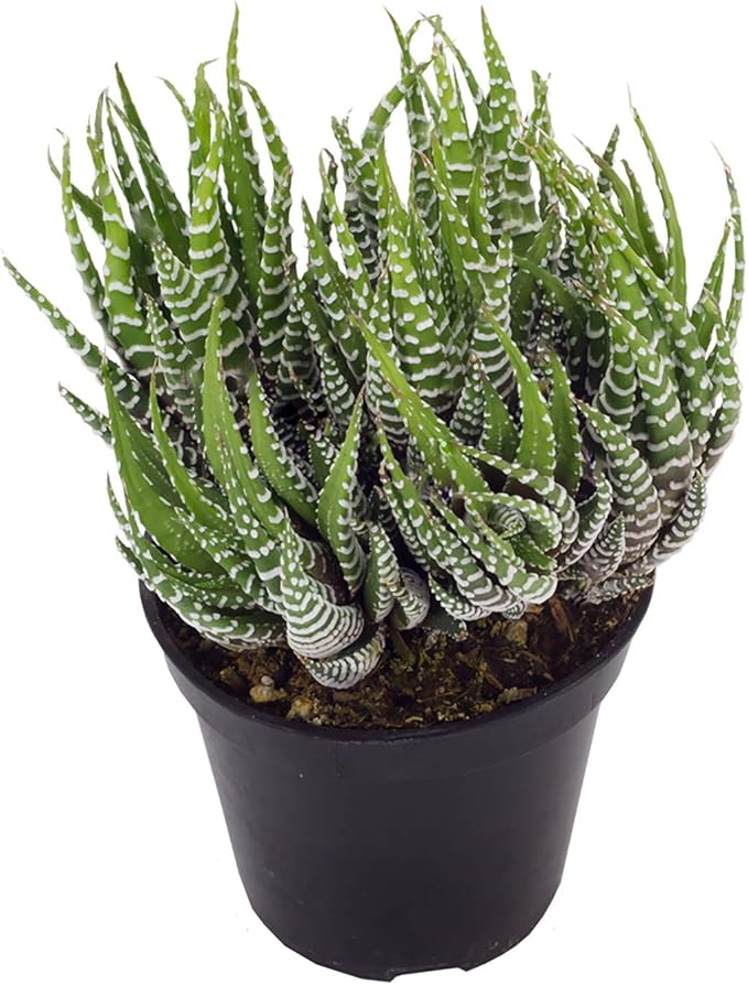 Altman Plants, Live Succulents Plants Live Window Plants (8PK), Live Indoor Plants Live Houseplants, Live Plants Indoor Cactus Plants Live, Succulent Plants House Plants Indoors Live in Succulent Soil