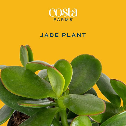 Costa Farms Succulent Plant, Live Jade Plant, Potted in Cute Decor Plant Pot with Potting Soil Mix, Room and Plants Home Decor, Housewarming, Birthday Gift, 6-8 Inches Tall