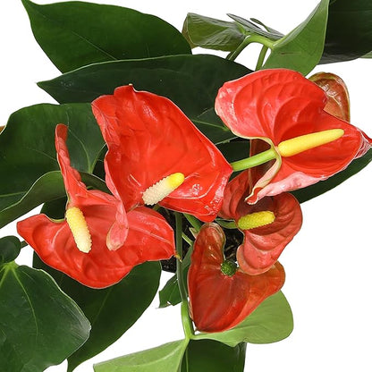 Orange Anthurium Live Plant (Approx. 16-19" Tall), Real Flowers/Unique House Plants in 6" Nursery Pot, Floral Desk Plant, Air Purifying Plants & Cool Gifts for Plant Lovers by Plants for Pets