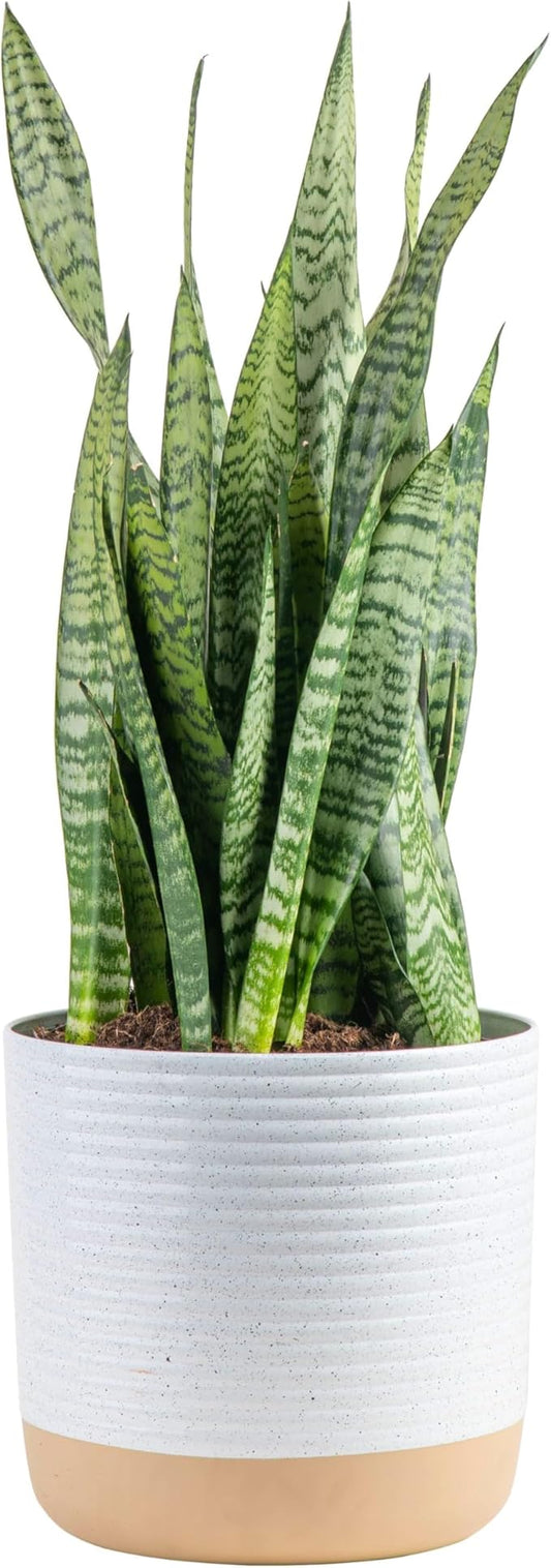 Costa Farms Premium Live Indoor Snake Sansevieria Floor Plant Shipped in Décor Planter, 2-Feet Tall, Grower's Choice, Green, Yellow