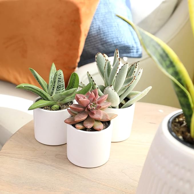 Plants for Pets Succulents (3 PK), Live Succulent Plants in White Pots, Mini Succulents Plants, Unique Gardening Gifts for Plant Lovers