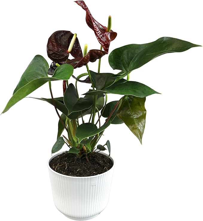 Black Chocolate Anthurium Live Plant Decor (Approx. 19-22" Tall), Real Flowers/House Plants in 6" White Plant Pot, Desk Plant, Air Purifying Plants & Cool Gifts for Plant Lovers by Plants for Pets