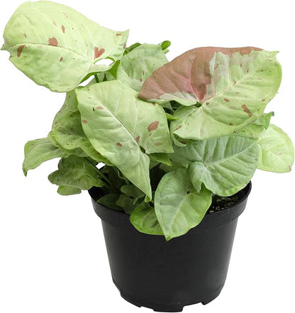 Variegated Milk Confetti Syngonium Plant (Approx. 14" Tall) in 6 Inch Pot, Easy House Plant Arrowhead Plant, Live Indoor Plant, Desk Plant & Office Plant, Unique Plant Lover Gifts by Plants for Pets