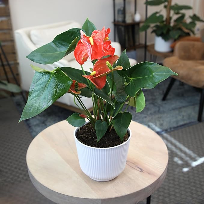 Orange Anthurium Live Plant Decor (Approx. 16-19" Tall), Real Flowers/House Plants in 6" White Plant Pot, Floral Desk Plant, Air Purifying Plants & Cool Gifts for Plant Lovers by Plants for Pets