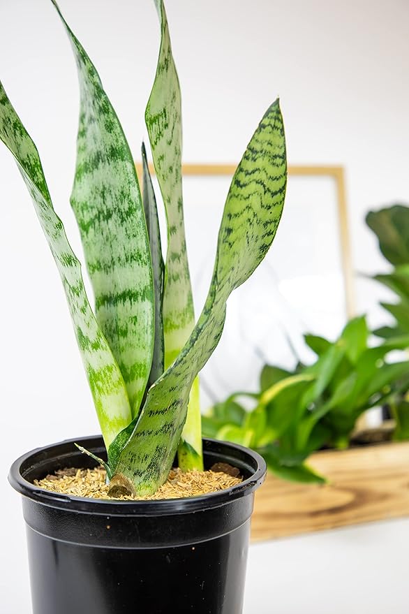 Sansevieria Zeylanica, Live Snake Plant Live Indoor Plants Live Houseplants, Live Plants Indoor Plants, Live Plants Indoor Low Light, Potted Plants, House Plants for Delivery Prime by Plants for Pets