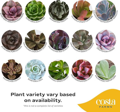 Costa Farms Succulents (10 Pack), Live 2.5 Inch Succulent Plants, Grower's Choice Houseplants, Potted in Nursery Plant Pots, Potting Soil, Gift for Bulk Baby Shower, Bridal Shower, DIY Room Décor