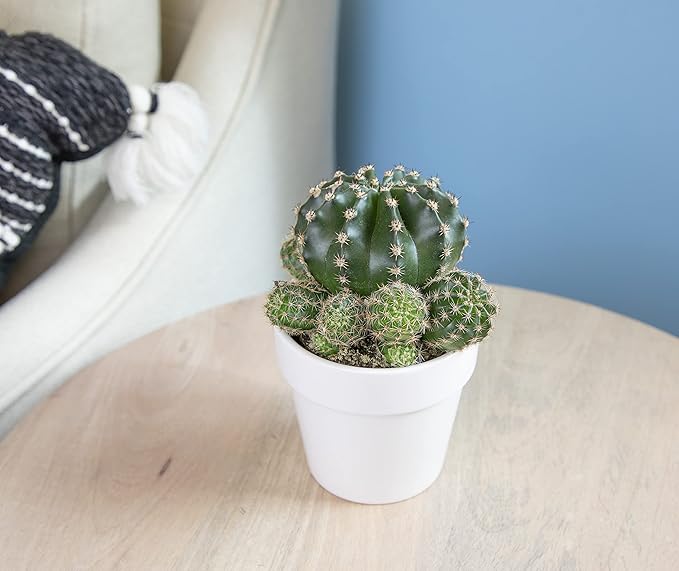 Cactus Plants Live in White Succulent Planter Pot, Live Cactus in Cactus Soil Potting Mix, Live Mini Cactus Succulents Plants Live Cacti, Cactus Live Succulents in Cactus Plant Pot by Plants for Pets