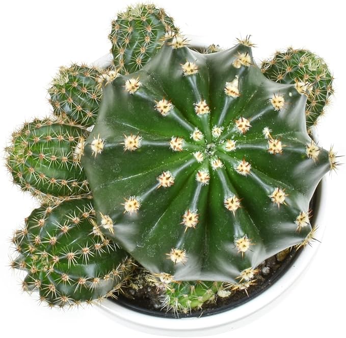 Cactus Plants Live in White Succulent Planter Pot, Live Cactus in Cactus Soil Potting Mix, Live Mini Cactus Succulents Plants Live Cacti, Cactus Live Succulents in Cactus Plant Pot by Plants for Pets