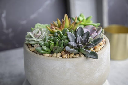 Altman Plants, Live Succulents Plants Live Houseplants (12PK), Succulents Live Plants Live House Plants Indoors Live, Live Cactus Plants Live Cacti Succulent Plants Live Indoor Plants Live Houseplants