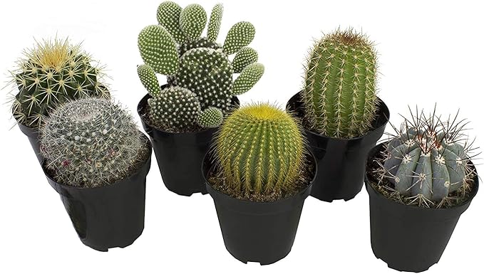 Altman Plants, Assorted Cactus Plants Live Succulents (6 Pack), Live Cactus Plant Lover Gifts, Cacti Succulents Plants Live Houseplants, Succulent Indoor Plants Live Plants in Cactus Soil Potting Mix