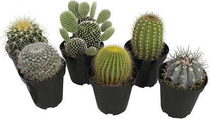 Altman Plants, Assorted Cactus Plants Live Succulents (6 Pack), Live Cactus Plant Lover Gifts, Cacti Succulents Plants Live Houseplants, Succulent Indoor Plants Live Plants in Cactus Soil Potting Mix