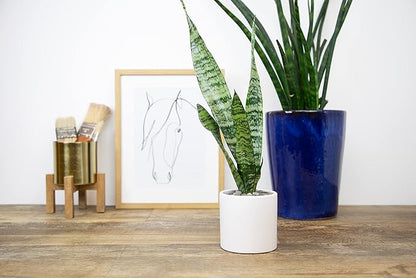 Sansevieria Zeylanica, Live Snake Plant Live Indoor Plants Live Houseplants, Live Plants Indoor Plants, Live Plants Indoor Low Light, Potted Plants, House Plants for Delivery Prime by Plants for Pets