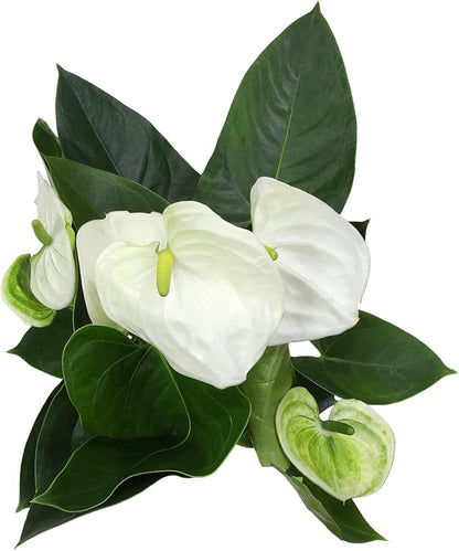 White Anthurium Live Plant (Approx. 18-21" Tall), Real Flowers/Unique House Plants in 6" Nursery Pot, Floral Desk Plant, Air Purifying Plants & Gifts for Plant Lovers by Plants for Pets