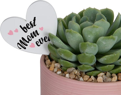 Costa Farms Live Succulent Plant, Easy to Grow Echeveria, Potted Houseplant in Decor Plant Pot, Everyday Gift for Mom, For Wife, From Daughter, Son, Room or Home Decor, 6-Inches Tall