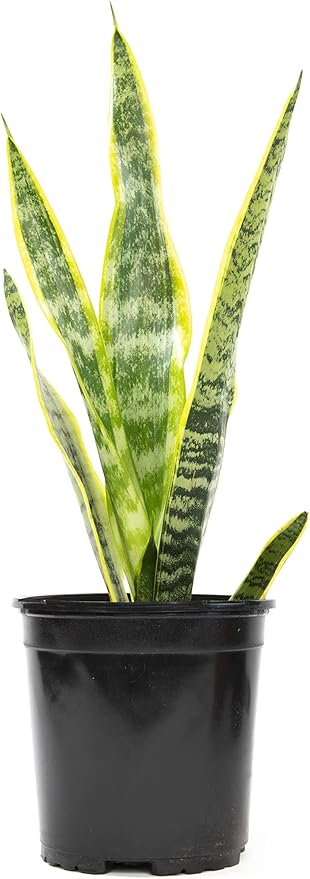 Sansevieria Trifasciata Laurentii Live Snake Plant, Snake Plant Live Indoor Sansevieria Plant Live Plants, Live Succulents Plants Live Houseplants Indoor Plants, Snake Plants Live by Plants for Pets