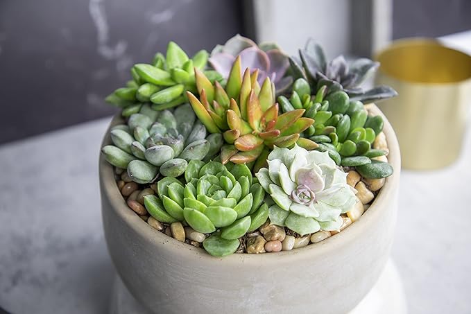 Altman Plants, Live Succulents Plants Live Houseplants (6PK), Succulents Live Plants Live House Plants Indoors Live, Live Cactus Plants Live Cacti Succulent Plants Live Indoor Plants Live Houseplants