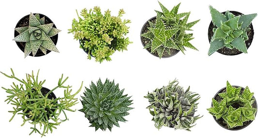 Altman Plants, Assorted Succulents Plants Live Houseplants (8PK), Succulent Plants Home Office Plants Live Indoor Plants, Live Plants Indoor House Plants, Easy Care Plants, Desk Plants, Kitchen Plants