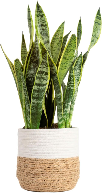 Costa Farms Live Snake Plant, Sansevieria, Easy Care House Plant in Modern Decor Pot, Houseplant in Potting Soil Mix, Succulent Plant Gift for Housewarming, Office and Home Decor, 2-3 Feet Tall