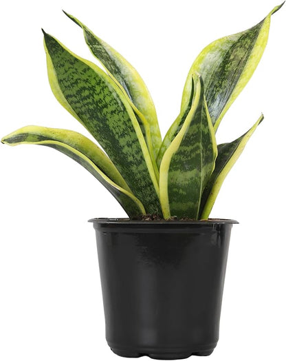 Altman Plants, Live Snake Plant, Sansevieria trifasciata Superba, Fully Rooted Indoor House Plant in Pot, Mother in Law Tongue Sansevieria Plant, Potted Succulent Plant, Houseplant in Potting Soil