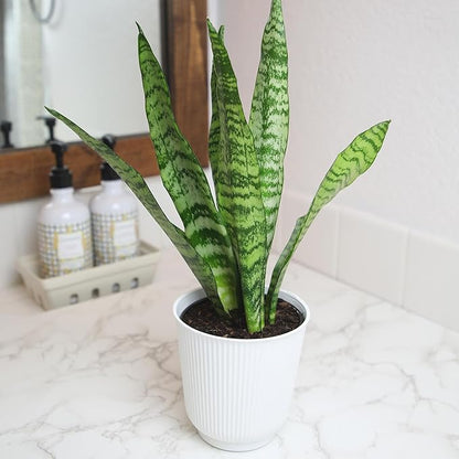 Live Snake Plant in Decorative White Pot, Sansevieria Zeylanica, Indoor House Plant, Mother in Law Tongue Sansevieria Plant Live, Long Succulent Plant, Fully Rooted Houseplant by Plants for Pets