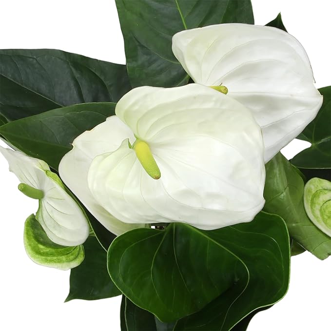 White Anthurium Live Plant (Approx. 18-21" Tall), Real Flowers/Unique House Plants in 6" Nursery Pot, Floral Desk Plant, Air Purifying Plants & Gifts for Plant Lovers by Plants for Pets