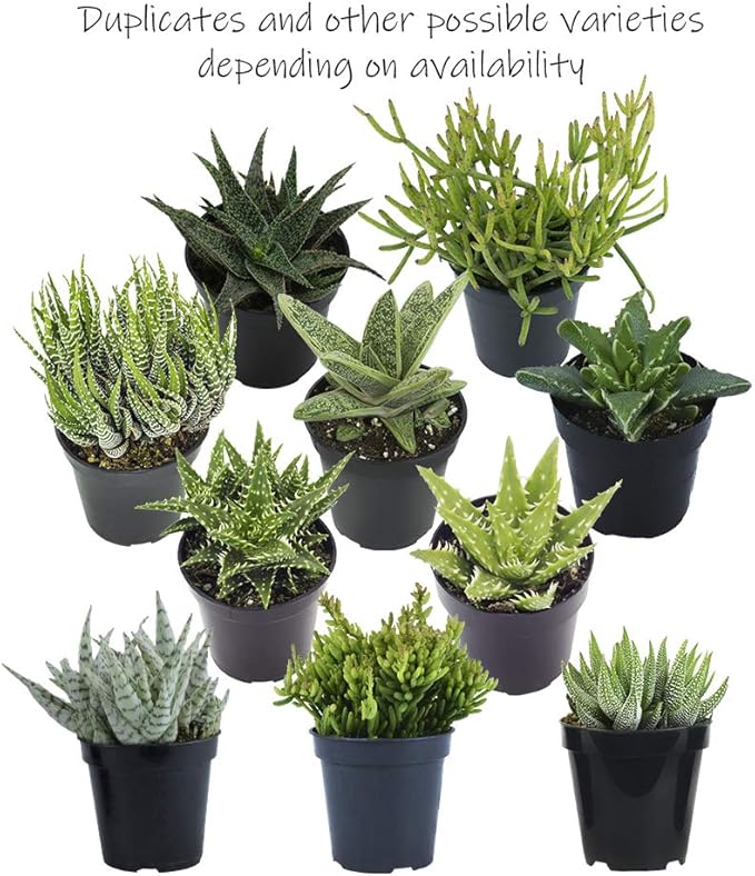 Altman Plants, Live Succulents Plants Live Window Plants (8PK), Live Indoor Plants Live Houseplants, Live Plants Indoor Cactus Plants Live, Succulent Plants House Plants Indoors Live in Succulent Soil