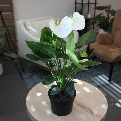 White Anthurium Live Plant (Approx. 18-21" Tall), Real Flowers/Unique House Plants in 6" Nursery Pot, Floral Desk Plant, Air Purifying Plants & Gifts for Plant Lovers by Plants for Pets