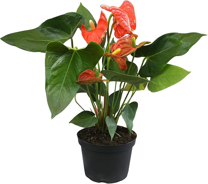 Orange Anthurium Live Plant (Approx. 16-19" Tall), Real Flowers/Unique House Plants in 6" Nursery Pot, Floral Desk Plant, Air Purifying Plants & Cool Gifts for Plant Lovers by Plants for Pets