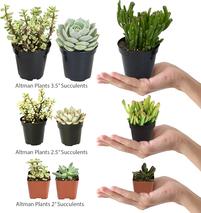 Altman Plants, Live Succulents Plants Live Window Plants (8PK), Live Indoor Plants Live Houseplants, Live Plants Indoor Cactus Plants Live, Succulent Plants House Plants Indoors Live in Succulent Soil