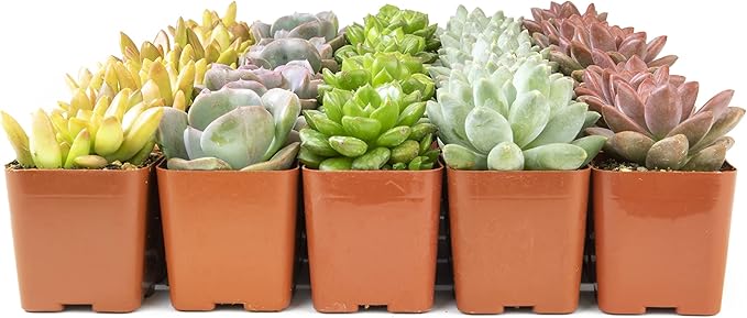 Altman Plants, Live Succulents Plants (50 Pack), Nursery Pots Variety Pack, Bulk Succulents Plants Live Plants Indoor Plants Live House Plants Indoors Live Indoor Plants Live Houseplants Live Indoor