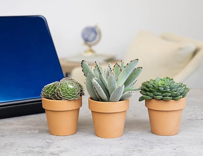 Succulents Plants Live in Clay Pots (3 PK), Live Succulent Plants Live Plants in Succulent Pots, Live Succulents Unique Gardening Gifts for Plant Lovers, Mini Succulents Plant Gifts by Plants for Pets