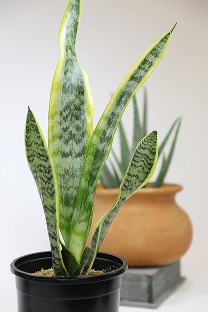 Sansevieria Trifasciata Laurentii Live Snake Plant, Snake Plant Live Indoor Sansevieria Plant Live Plants, Live Succulents Plants Live Houseplants Indoor Plants, Snake Plants Live by Plants for Pets