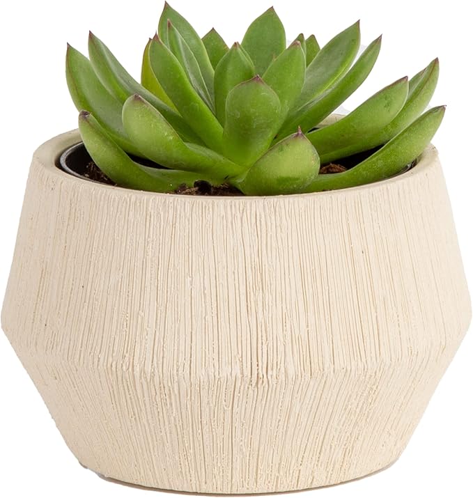 Costa Farms Live Succulent Plant, Easy to Grow Echeveria, Live Indoor Succulent Houseplant in Decor Plant Pot, Birthday, Office, Housewarming Gift, Room Decor and Home Decor, 4-Inches Tall