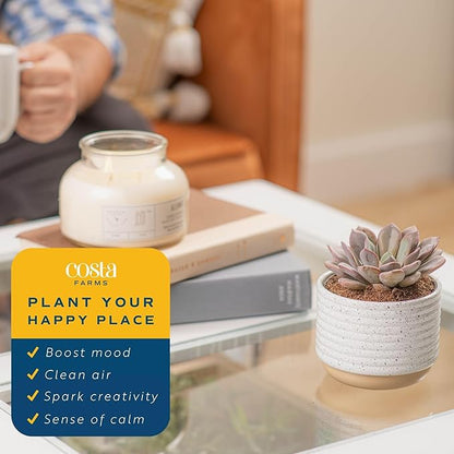 Costa Farms Succulent, Live Indoor Plant Grower's Choice, Easy to Grow Houseplant in Indoor Succulent Planter, Birthday, Garden Gift, Desert Room Decor for Home or Office, 6-Inches Tall