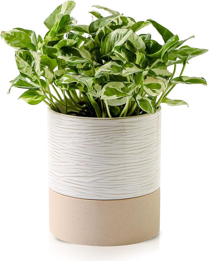 Nihow Self Watering Plant Pot: 6 Inch Ceramic Planter with Drainage Hole & Water Storage Plus for Indoor & Outdoor Plants - Cylinder Round Flower Pot for Succulent/Herbs/Violets - Cream White & Brown