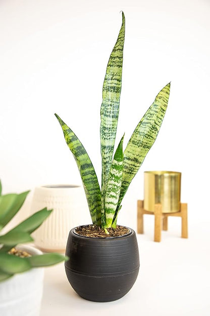 Sansevieria Zeylanica, Live Snake Plant Live Indoor Plants Live Houseplants, Live Plants Indoor Plants, Live Plants Indoor Low Light, Potted Plants, House Plants for Delivery Prime by Plants for Pets