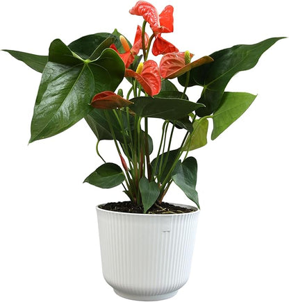 Orange Anthurium Live Plant Decor (Approx. 16-19" Tall), Real Flowers/House Plants in 6" White Plant Pot, Floral Desk Plant, Air Purifying Plants & Cool Gifts for Plant Lovers by Plants for Pets