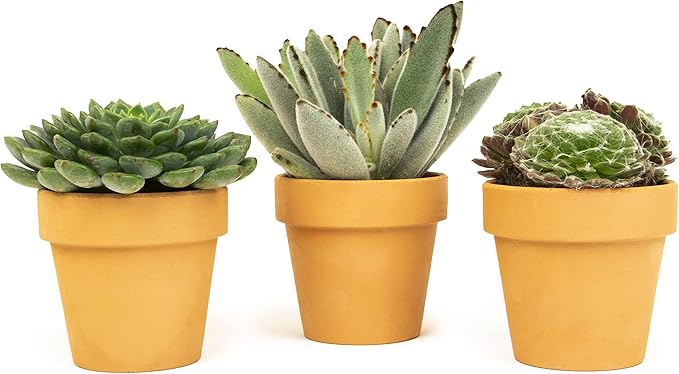 Succulents Plants Live in Clay Pots (3 PK), Live Succulent Plants Live Plants in Succulent Pots, Live Succulents Unique Gardening Gifts for Plant Lovers, Mini Succulents Plant Gifts by Plants for Pets