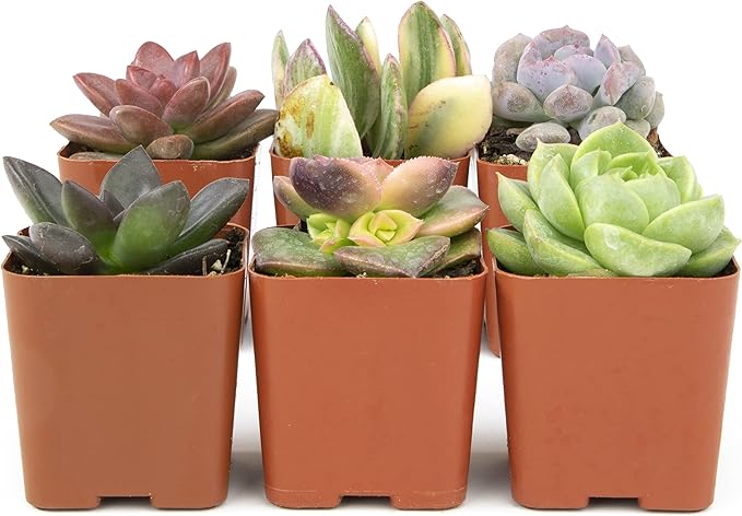 Altman Plants, Live Succulents Plants Live Houseplants (6PK), Succulents Live Plants Live House Plants Indoors Live, Live Cactus Plants Live Cacti Succulent Plants Live Indoor Plants Live Houseplants