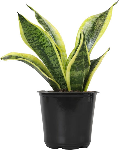 Live Snake Plant, Sansevieria trifasciata Superba, Fully Rooted Indoor House Plant in Pot, Mother in Law Tongue Sansevieria Plant, Potted Succulent Plant, Houseplant in Potting Soil by Plants for Pets