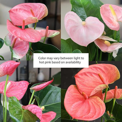 Pink Anthurium Live Plant Decor (Approx. 17-19" Tall), Real Flowers/House Plants in 6" White Plant Pot, Floral Office Plants, Air Purifying Plants & Cool Gifts for Plant Lovers by Plants for Pets