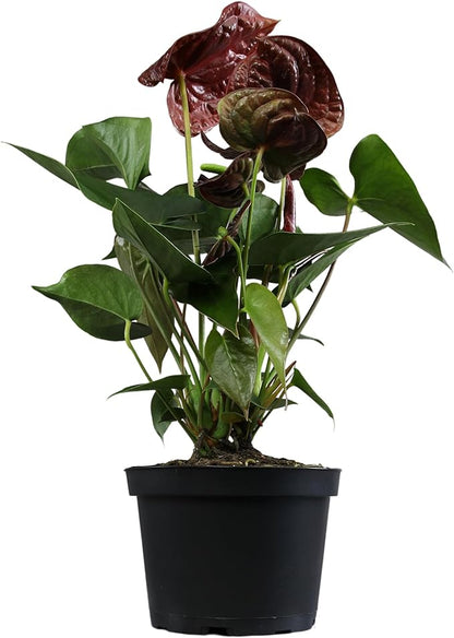 Black Chocolate Anthurium Live Plant (Approx. 19-22" Tall), Real Flowers/Unique House Plants in 6" Nursery Pot, Desk Plant, Air Purifying Plants & Cool Gifts for Plant Lovers by Plants for Pets